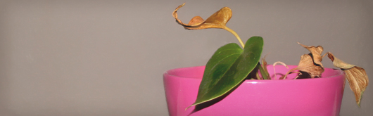 Ein paar Gedanken zum Thema Nestbau