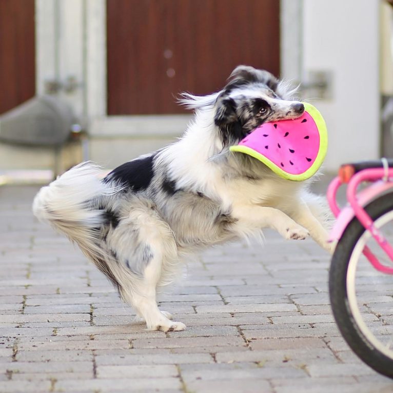 Hundespielzeug selber nähen: Frisbee